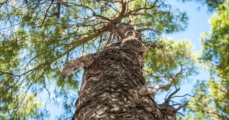 Est-ce que les Fidji sont chers ? Voici la vraie réponse